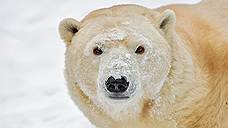 Новый вольер для белых медведей построят в парке «Роев ручей» за 129 млн рублей