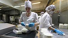 «Саянмолоко» построит цех по производству сыра с голубой плесенью за 300 млн рублей