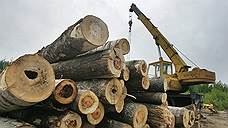 Ущерб от незаконной рубки леса в Томской области резко сократился
