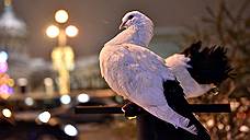 Омский суд вынес приговор похитителям породистых голубей