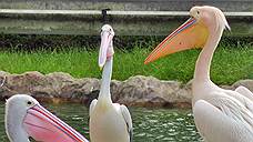 Перевозившие головы пеликанов контрабандисты отделались условными сроками