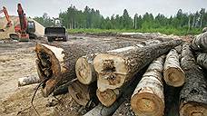 Четырех сотрудников лесничества осудят за незаконную рубку леса на 16 млн рублей
