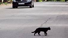 Кот спровоцировал ДТП в Алтайском крае