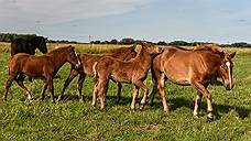 Конокрады, отдававшие лошадей для забоя на мясо, осуждены в Омской области