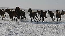 Пастух стал уголовником из-за пересекшего границу табуна лошадей в Омской области