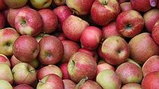 Две тонны «санкционных» яблок уничтожены в Новосибирске