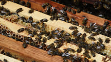 Россельхознадзор заявил о массовой гибели пчел в Томской области