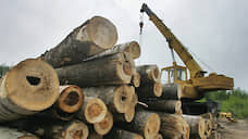 В Красноярске заведено дело о вырубке здорового леса под видом сгоревшего