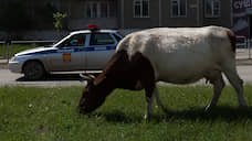 Кузбасским коровам запретят пастись на газонах