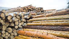 Контрабандистов заподозрили в вывозе леса на сотни миллионов рублей в Китай