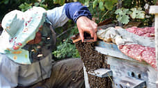 Пчеловодов на Алтае будут оповещать об обработке полей химикатами через смартфоны