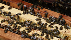 Алтайские депутаты выступили за сохранение среднерусской породы пчел