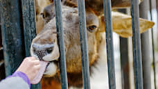 Новосибирский зоопарк получит 22 млн рублей господдержки