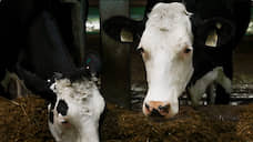 Минсельхоз: Производители молока в Новосибирской области рискуют снизить рентабельность