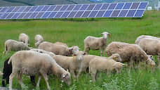 В республике Алтай будут пасти овец на площадке солнечной электростанции