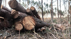 Вырубивший лес на 3 млн рублей бывший красноярский депутат получил условный срок