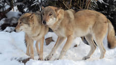 Жителей Норильска предупредили о волках в пригороде