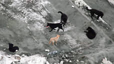 В Красноярске суд рассмотрит дело о халатности при отлове бродячих собак