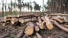 Предприниматель из Красноярского края незаконно вырубил лес на 5 млн рублей