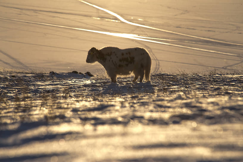 Мохнатая корова породы Хайленд на выпасе недалеко от поселка Хужир на острове Ольхон