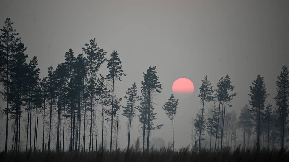 Сосны и красное закатное солнце в дыму от пожаров в Омской области