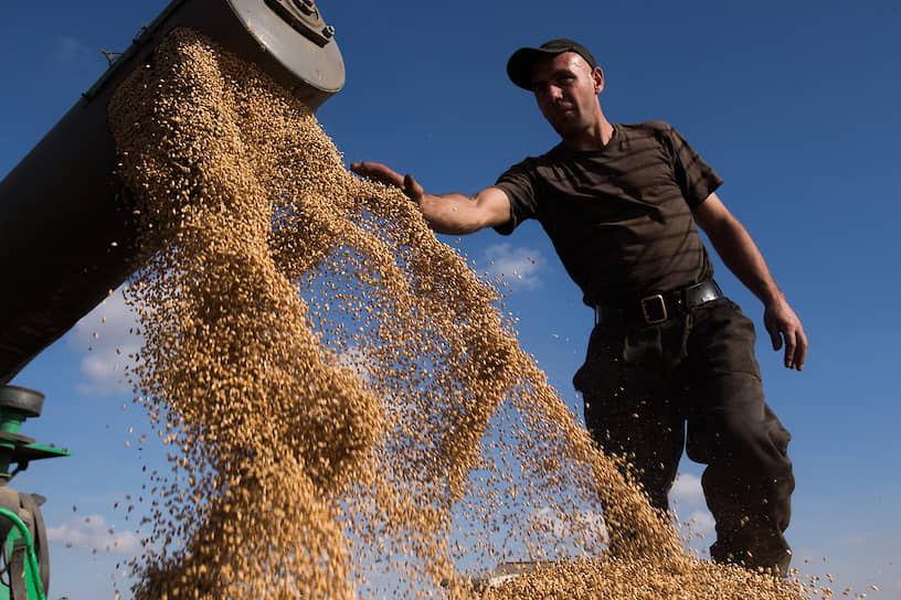 Новосибирская область полностью закрывает свои потребности в зерне, сохраняя при этом высокий уровень экспорта пшеницы. На фото — уборочная кампания-2019 в одном из хозяйств Искитимского района