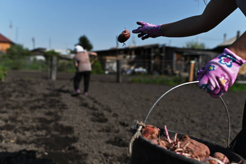 Женщина сажает картошку на приусадебном участке в селе Тара Омской области