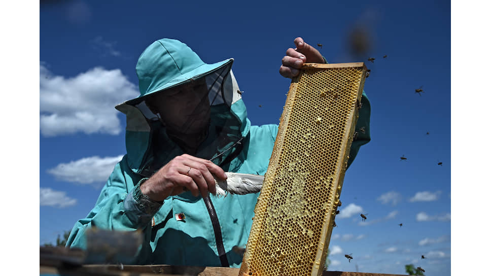 Пчеловод собирает мед с пчелиных сот на пасеке в Омской области