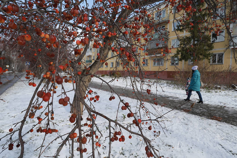 Вид новосибирского Академгородка в октябре. Яблони и тротуар на улице Золотодолинская после снегопада