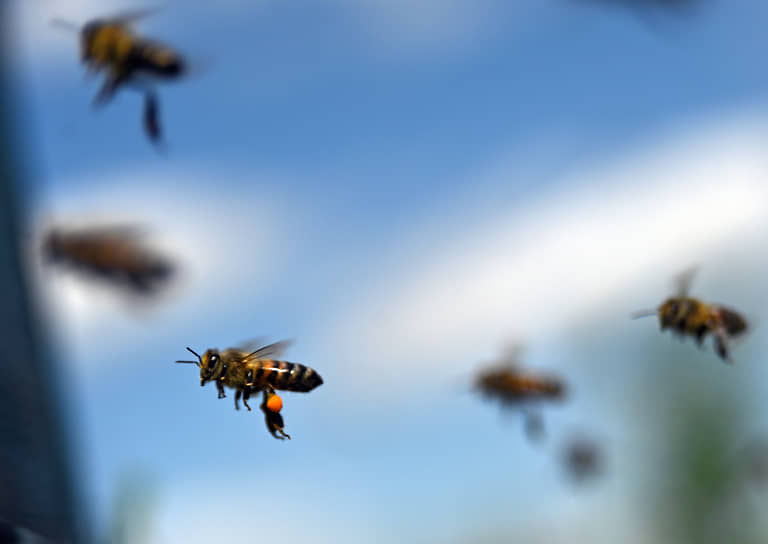 Летящие пчелы на одной из пасек на севере Омской области
