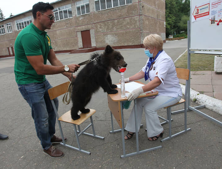 В Барнауле директор зоопарка взял с собой на участок медвежонка по имени Глаша. Сергей Писарев рассказал, что сделал это, чтобы привлечь внимание к голосованию по поправкам в Конституцию