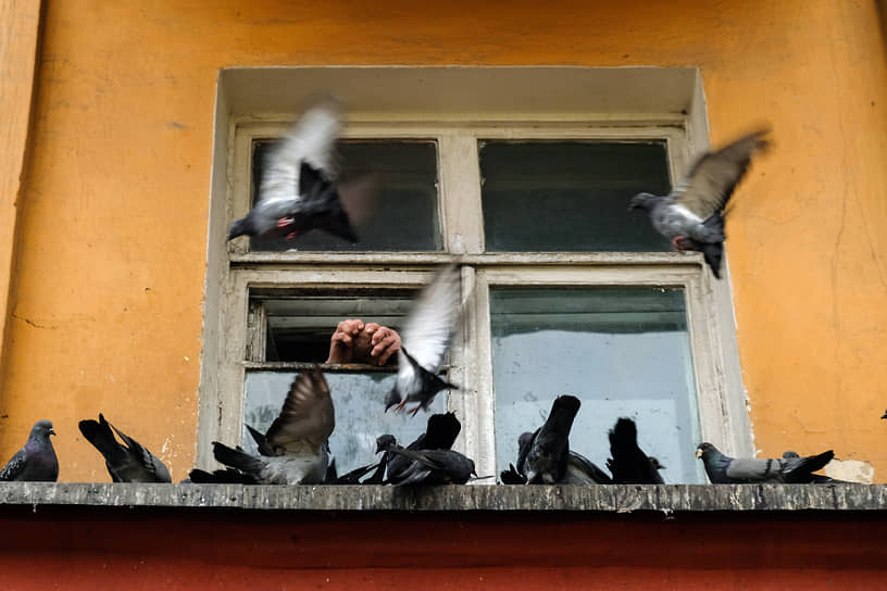 Пожилой человек из окна кормит голубей в Прокопьевске