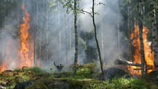 Запрет на посещение лесов: новое постановление по особому противопожарному режиму принято в регионе