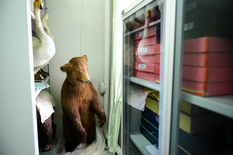 В зоологической коллекции музея более 4000 предметов. Ее основную часть составляют чучела животных Сибири