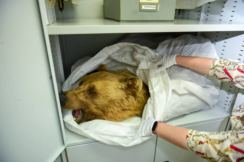Научный сотрудник хранения зоологической коллекции проверяет сохранность ковра из шкуры бурого медведя