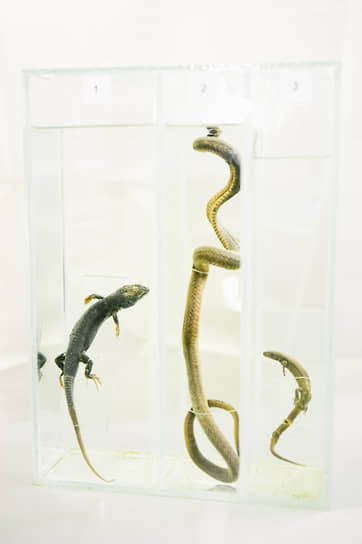 Предметы зоологической коллекции: ящерица прыткая, уж обыкновенный, ящерица живородящая. Собраны в 1950 – 1970-е годы в Новосибирске