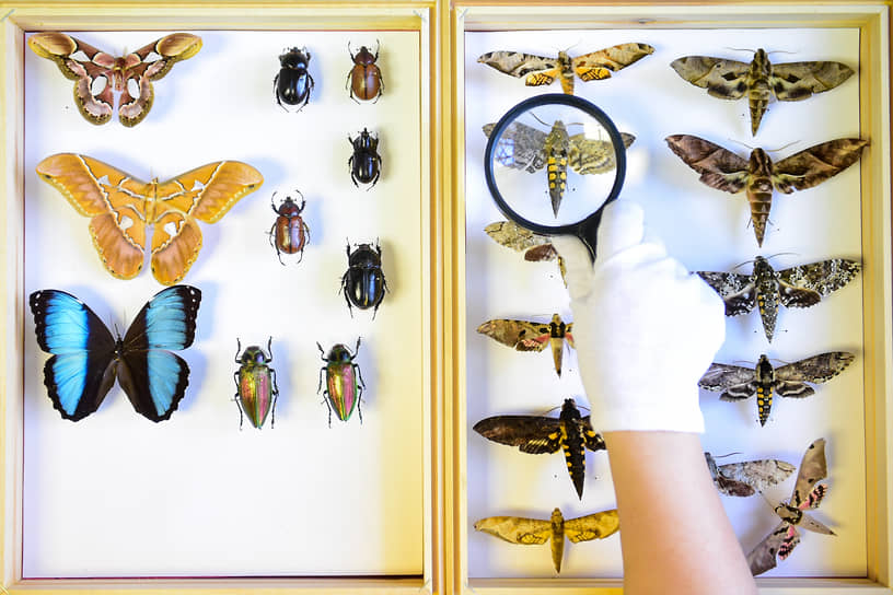 Часть коллекции насекомых Новосибирского государственного краеведческого музея. Коллекция требует регулярного осмотра на предмет появления вредителей. Научный сотрудник осматривает бабочек и жуков тропических регионов
