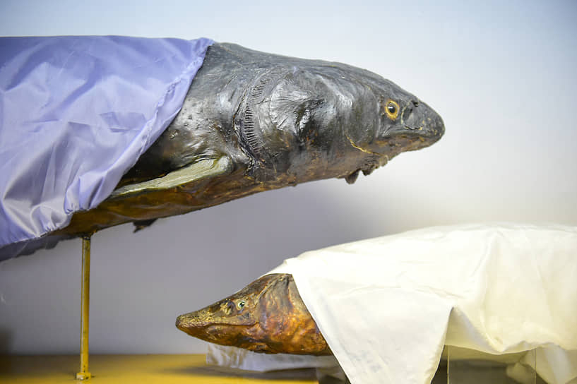 В зоологической коллекции представлены разные виды рыб. Осетр Сибирский находится под защитной пленкой