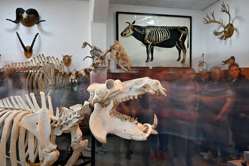 Выставка «Кожа да кости» в Институте ветеринарной медицины в Омске