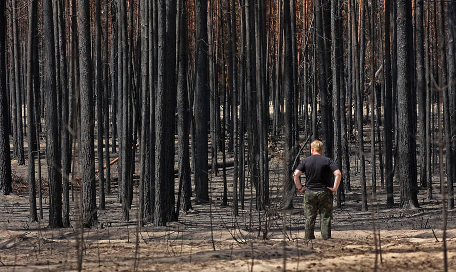 Последствия лесного пожара в Егорьевском районе Алтайского края