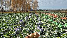 Сельское хозяйство Новосибирской области: экспорт вопреки