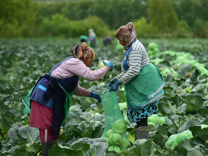 Около половины общего портфеля кредитов аграрного бизнеса приходится на два региона — Новосибирскую область и Алтайский край