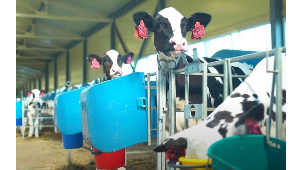 В чем суть претензий ФНС  к Юговскому комбинату молочных продуктов