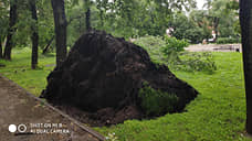 В Перми из-за урагана повалило несколько десятков деревьев