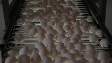 Россельхознадзор оштрафовал птицефабрику «Менделеевская» за антибиотик  в яйцах