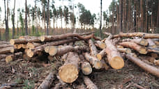 Главу поселения приговорили к условному сроку за незаконную рубку леса