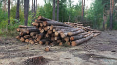 В Октябрьском районе незаконно вырубили лес на 1  млн рублей