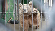 Пермский зоопарк должен переехать на новое место к лету 2022 года