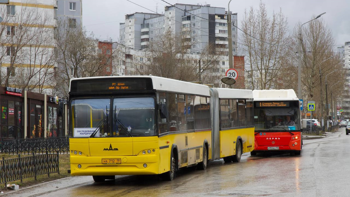 В Перми могут запустить автобусы-гармошки на шести направлениях –  Коммерсантъ Пермь