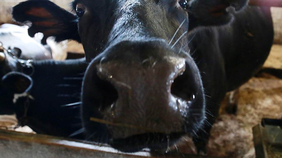 Пермские аграрии предлагают туристам не просто посмотреть, как устроена ферма, но и собственноручно подоить корову